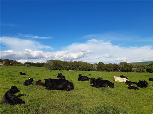 Some of our Angus cows out enjoying fresh pasture at Shaw Farm